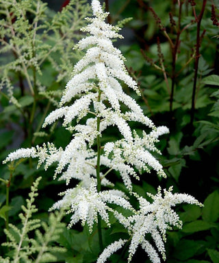 Astilbe Japonica Deutschland