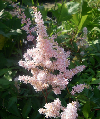 Astilbe Japonica Peach Blossom