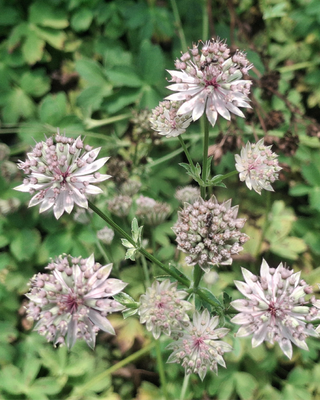 ASTRANTIA MAJOR "ROMA"