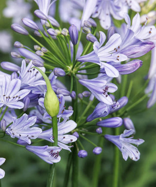 Agapanthus Atiblu
