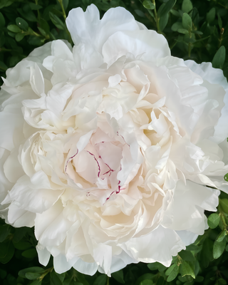 PEONIA AVALANCHE