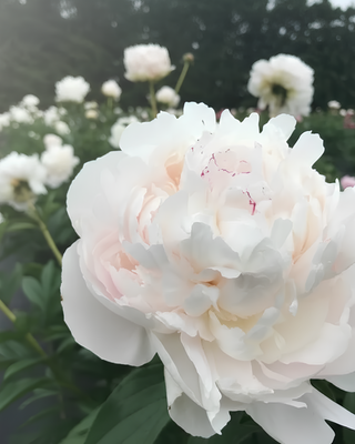 PEONIA AVALANCHE