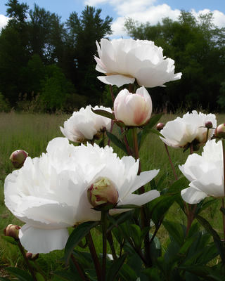 PEONIA AVALANCHE