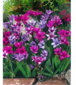 Babiana Stricta Miscuglio