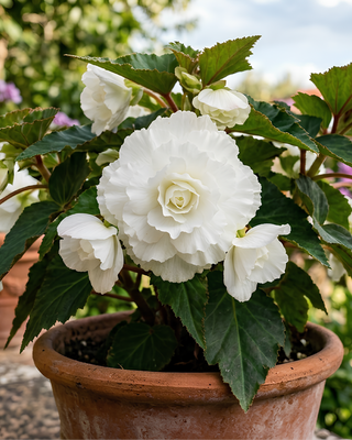 BEGONIA DOPPIA BIANCA