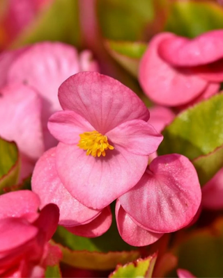 BEGONIA DOPPIA BOUTON DE ROSE