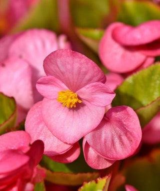 Begonia Doppia Bouton De Rose