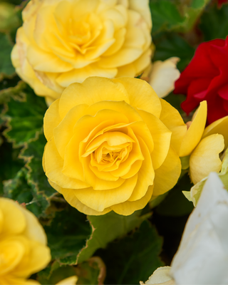BEGONIA DOPPIA GIALLA