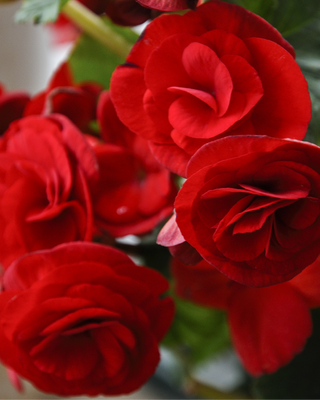 BEGONIA DOPPIA ROSSA