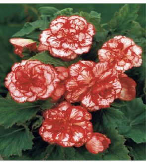 Begonia Picotee Marmorata
