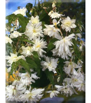 Begonia Pendula Cascade Bianca