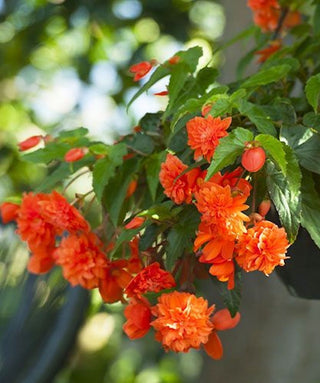 Begonia Pendula Cascade Arancio