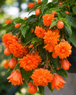 BEGONIA PENDULA CASCADE ARANCIO