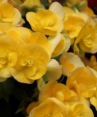 Begonia Pendula Cascade Gialla