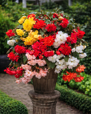 BEGONIA PENDULA CASCADE MISCUGLIO