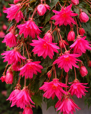 BEGONIA PENDULA CASCADE ROSA