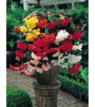 Begonia Pendula Cascade Miscuglio