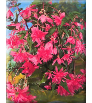 Begonia Pendula Cascade Rosa
