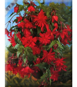 Begonia Pendula Cascade Rossa