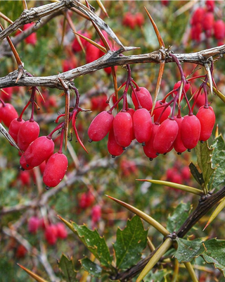 PIANTA DI BERBERIS VULGARIS "CRESPINO"