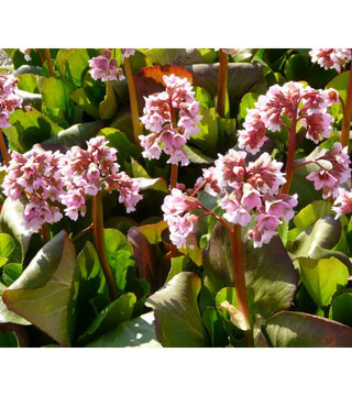 Bergenia Baby Doll