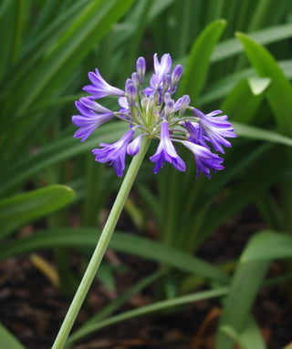 Agapanthus Beth Chato