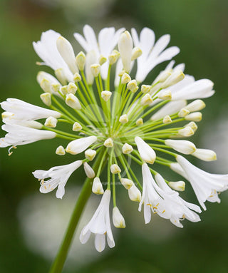 Agapanthus Bianco a Foglia Caduca