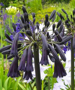 Agapanthus Black Magic