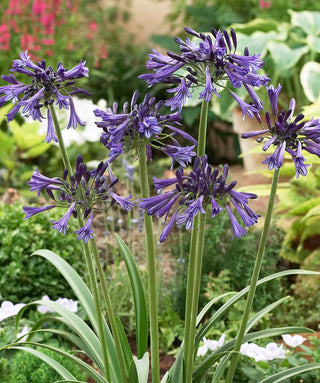 Agapanthus Black Pantha