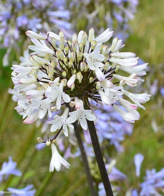 Agapanthus Blanche White