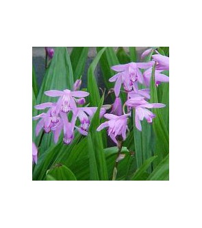 Bletilla Striata
