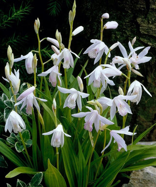 Bletilla Striata Alba