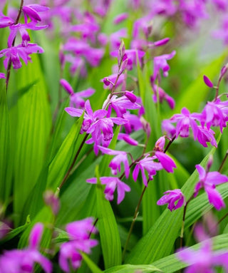 Bletilla Striata Porpora Variegata