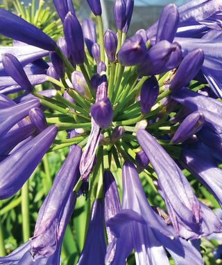 Agapanthus Blue Bayou
