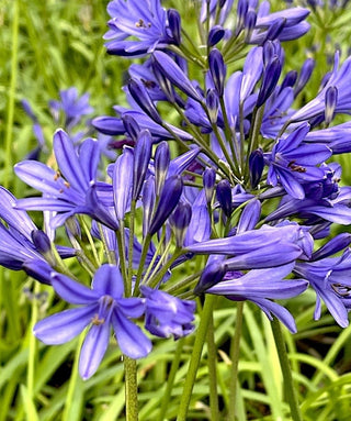 Agapanthus Blue Brush