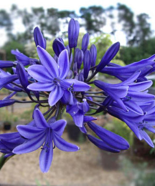 Agapanthus Blue Companion