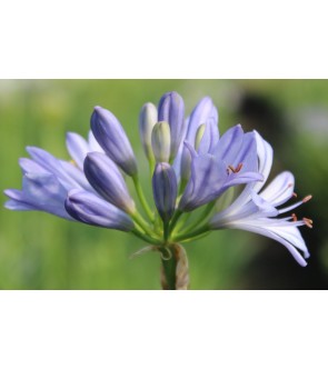 Agapanthus Blue De Chine