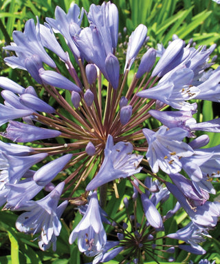 Agapanthus Blue Flare