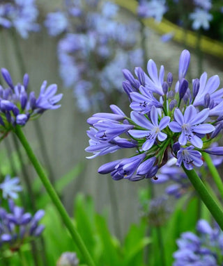 Agapanthus Blue Giant