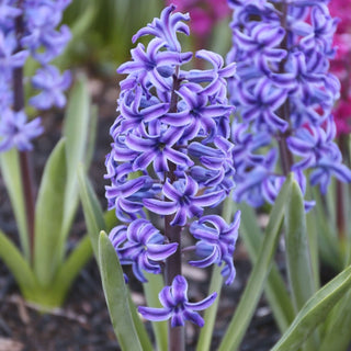 Giacinti Blue Giant