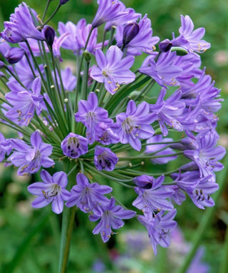 Agapanthus Blue Globe