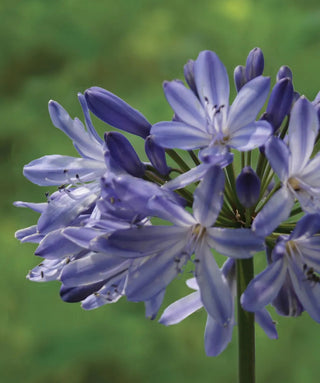 Agapanthus Blue Heaven