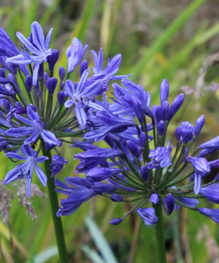 Agapanthus Blue Horizons
