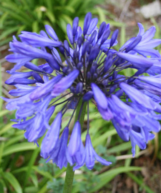 Agapanthus Blue Magic