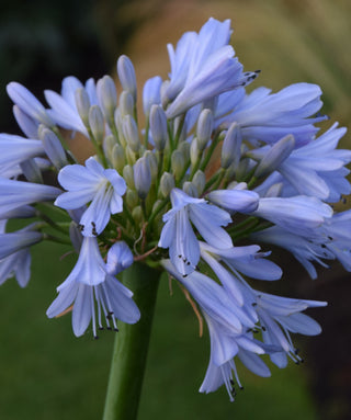 Agapanthus Blue Moon
