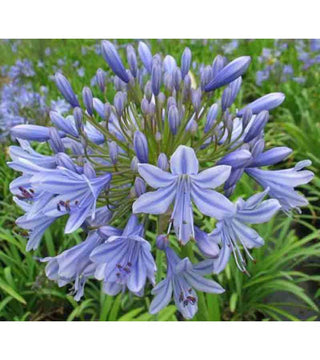 Agapanthus Blue Pixie