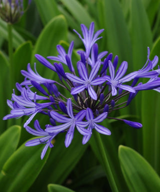 Agapanthus Blue Ribbon