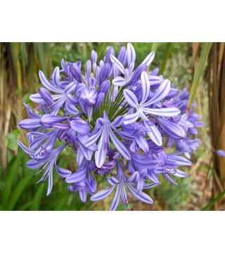 Agapanthus Blue Stripe