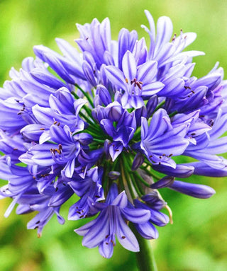 Agapanthus Blue Triumphator