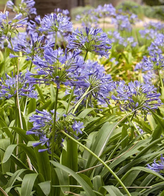 Agapanthus Blue Nile